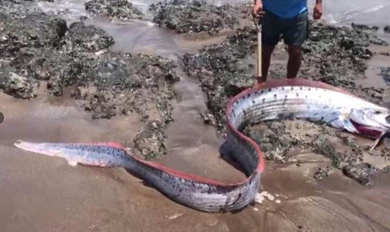 ikan gergasi naik darat cetus tanda tanya gempa bumi akan berlaku?