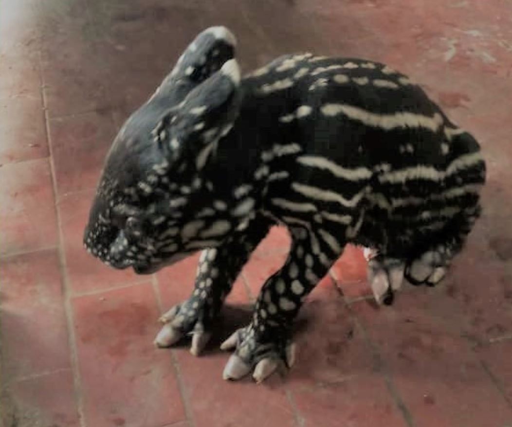 jabatan perhilitan malaysia minta cadangan nama anak tapir yang baru lahir. ada idea tak?