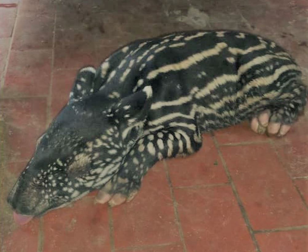 jabatan perhilitan malaysia minta cadangan nama anak tapir yang baru lahir. ada idea tak?