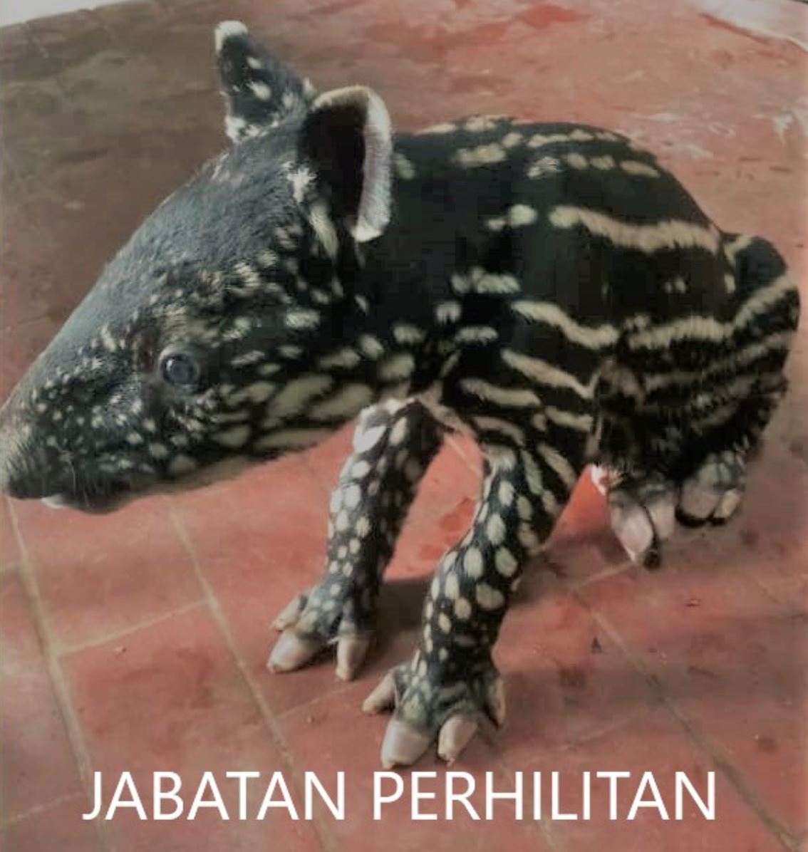 jabatan perhilitan malaysia minta cadangan nama anak tapir yang baru lahir. ada idea tak?