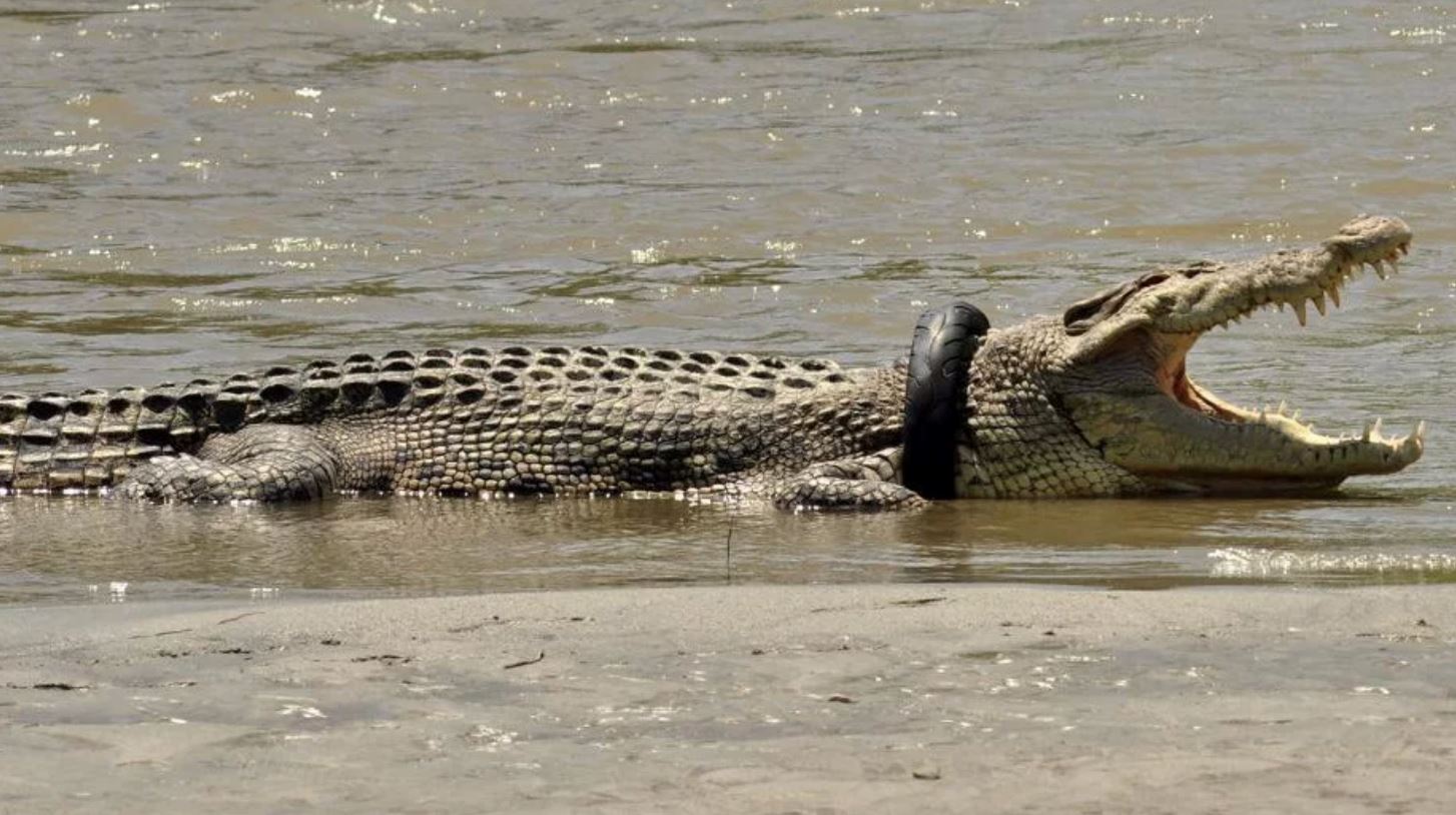 ganjaran ditawarkan pada sesiapa boleh tolong keluarkan tayar pada buaya liar
