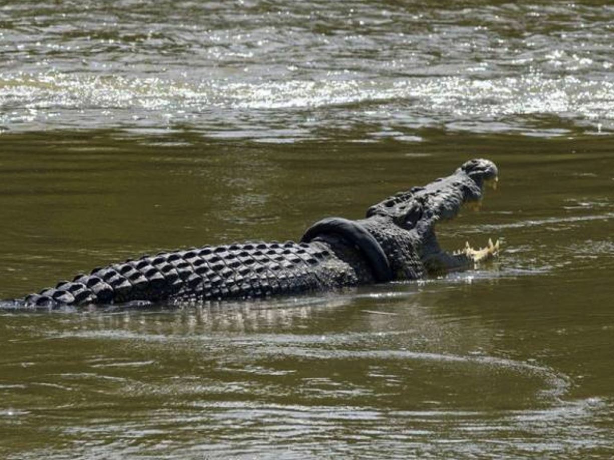 ganjaran ditawarkan pada sesiapa boleh tolong keluarkan tayar pada buaya liar