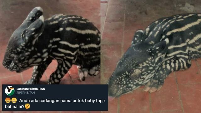 Jabatan Perhilitan Malaysia Minta Cadangan Nama Anak Tapir Yang Baru Lahir. Ada Idea Tak?