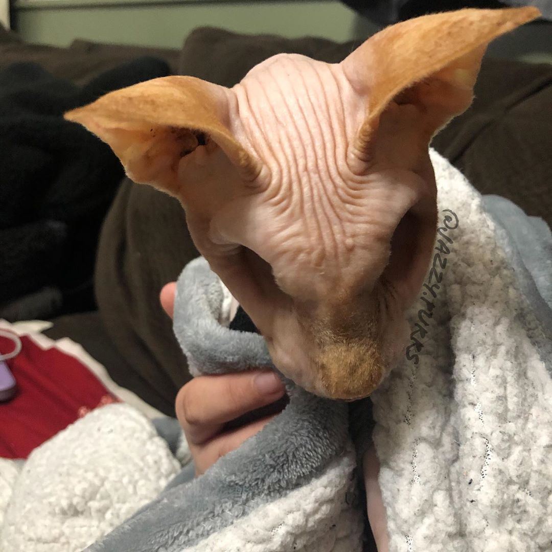 tiada dua bebola mata, kucing buta tanpa bulu ini ada lebih 85 ribu followers