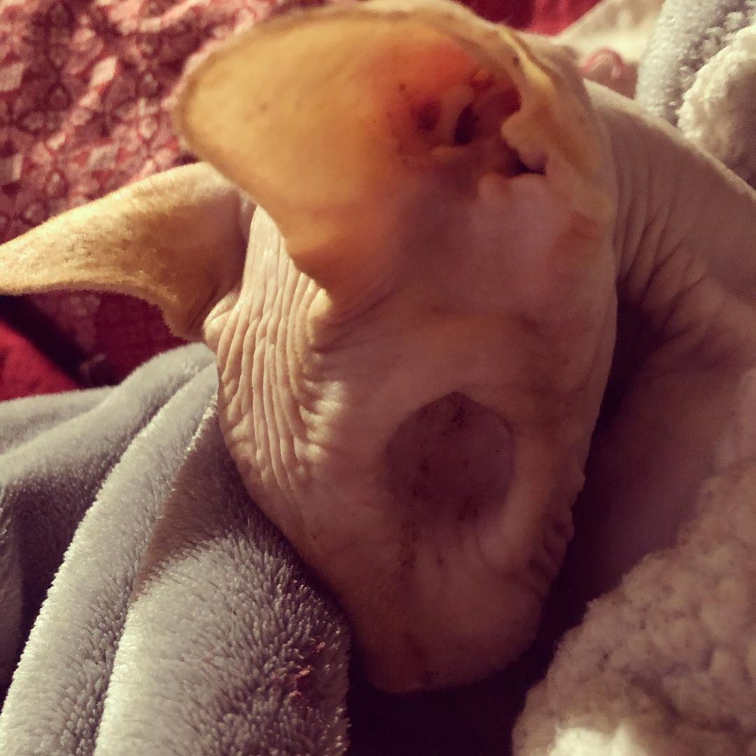 tiada dua bebola mata, kucing buta tanpa bulu ini ada lebih 85 ribu followers