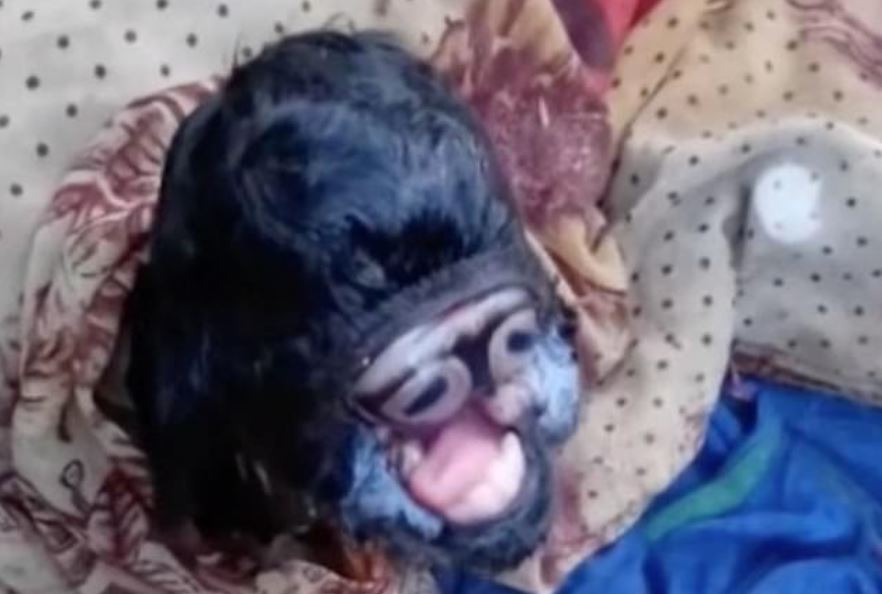 kambing dilahirkan dengan kedua-dua biji matanya dalam mulut