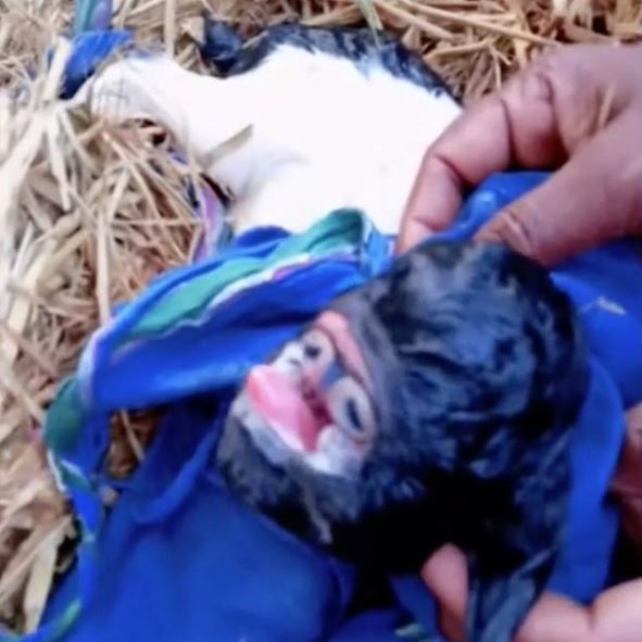 kambing dilahirkan dengan kedua-dua biji matanya dalam mulut