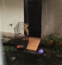 kesian kucing ini dibiarkan luar rumah ketika melaka dilanda hujan ribut