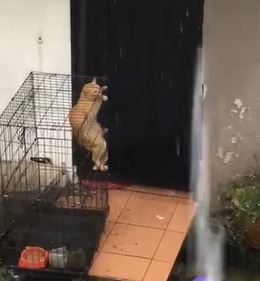 kesian kucing ini dibiarkan luar rumah ketika melaka dilanda hujan ribut