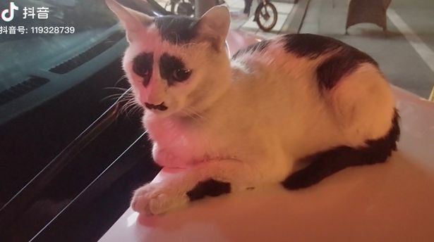 kucing rupa macam panda kini jadi sensasi di media sosial