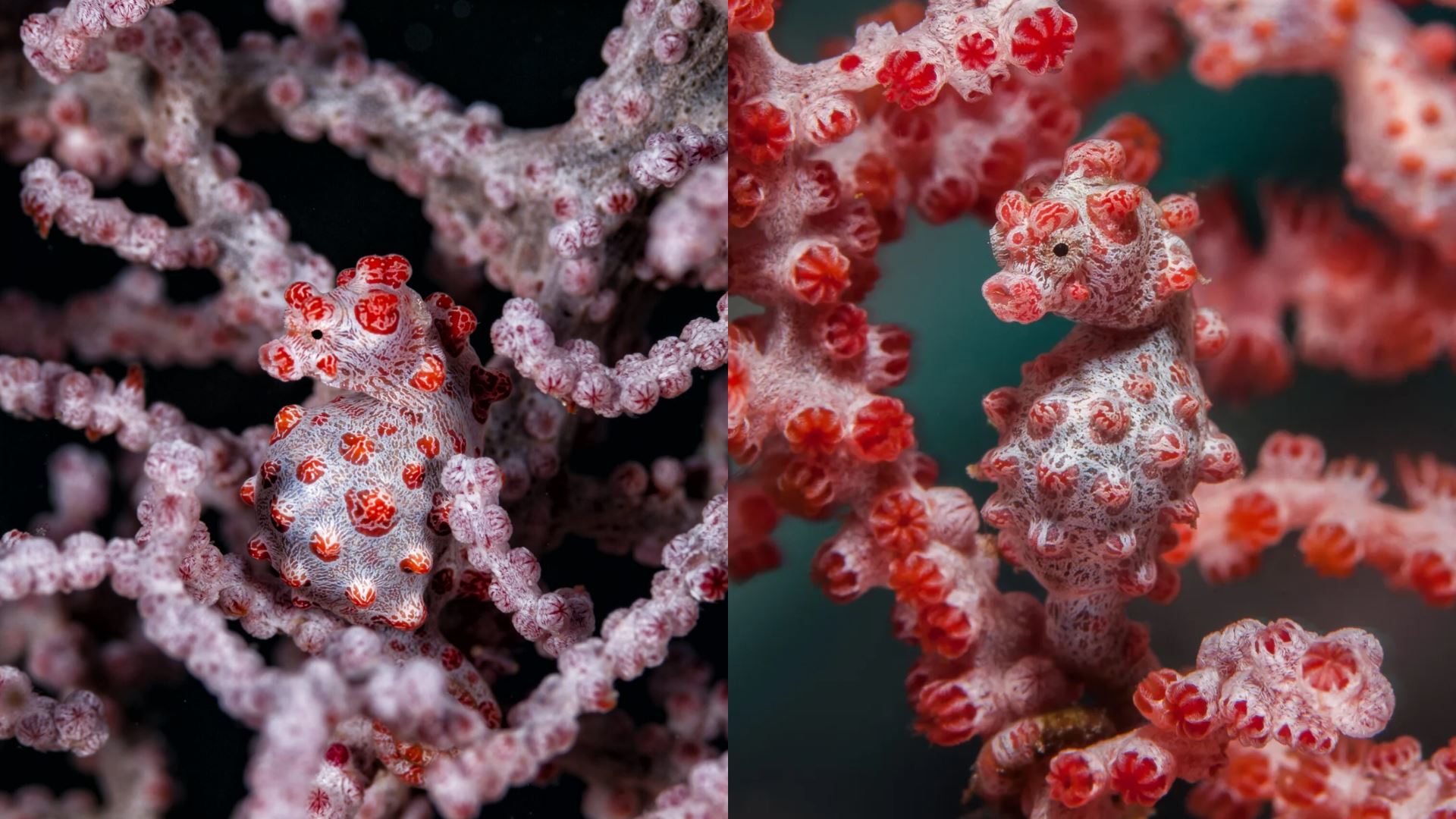 rupanya malaysia ada pygmy seahorse, pakar kamuflaj kecil tapi hebat