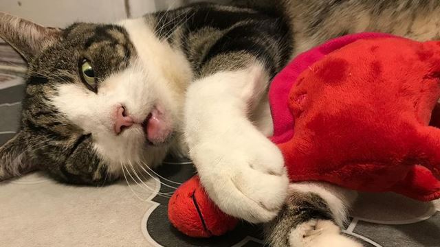 mahukan perhatian dari manusia, kucing ini akan berpura-pura mati