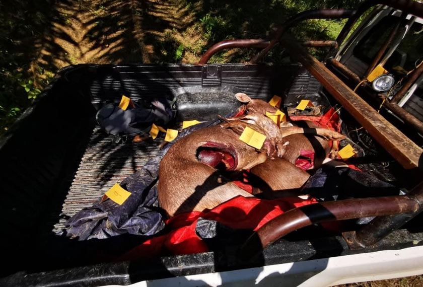 ketika rakyat duduk rumah, sekumpulan pemburu haram ini sibuk berburu di hutan