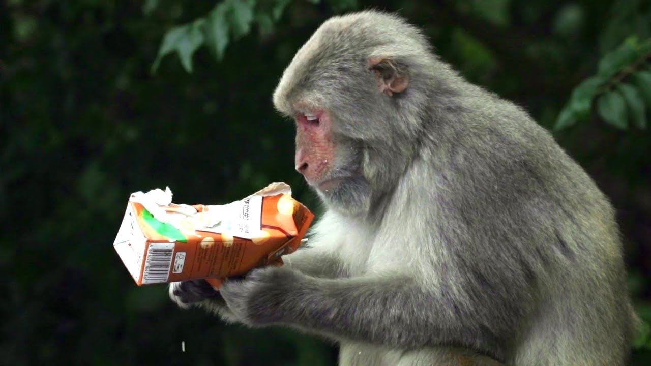 bagai charlie’s angles, tiga warga emas ini jaga kampung dari ancaman monyet