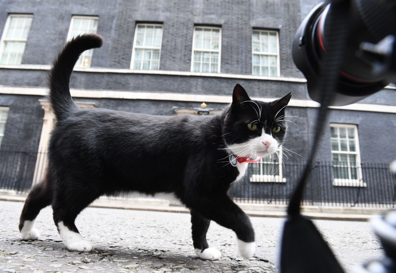 kucing ini secara rasmi pencen daripada tugas tangkap tikus