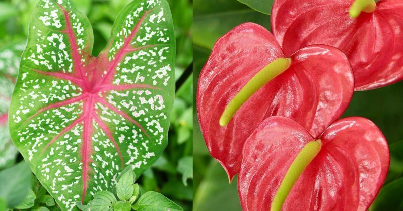 cantik untuk buat hiasan tapi dalam diam pokok hiasan ini beracun