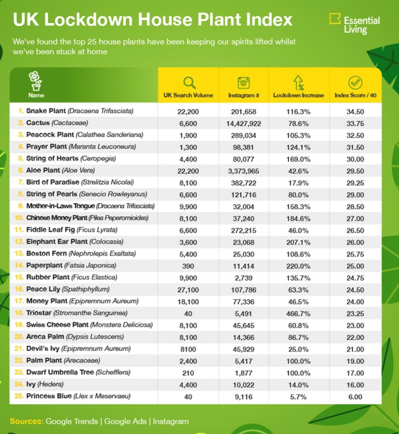 selama ni tak peduli, pokok lidah mertua kembali viral, boleh serap racun dalam rumah juga
