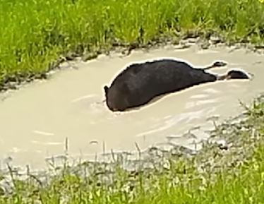 comel! video beruang teruja buat buih dalam air sambil meniarap jadi viral 