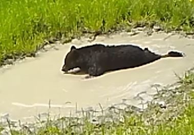 comel! video beruang teruja buat buih dalam air sambil meniarap jadi viral 