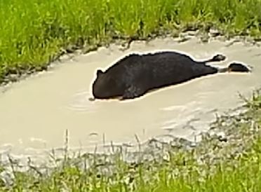 comel! video beruang teruja buat buih dalam air sambil meniarap jadi viral 