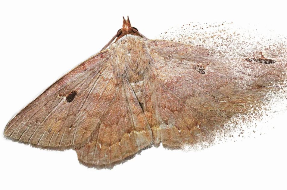 kenapa orang ada asma tak boleh main dengan kupu-kupu?