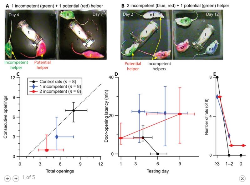 sama macam manusia, tikus juga tak tolong kalau tiada yang mula tolong