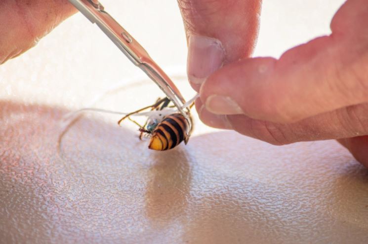 tebuan ini dipasang alat penjejak supaya tahu mana sarangnya