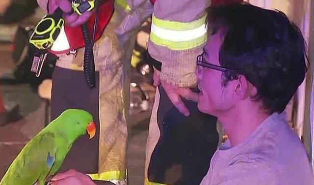 lebih peka dari alat pengesan api, burung kakak tua selamatkan nyawa dari kebakaran