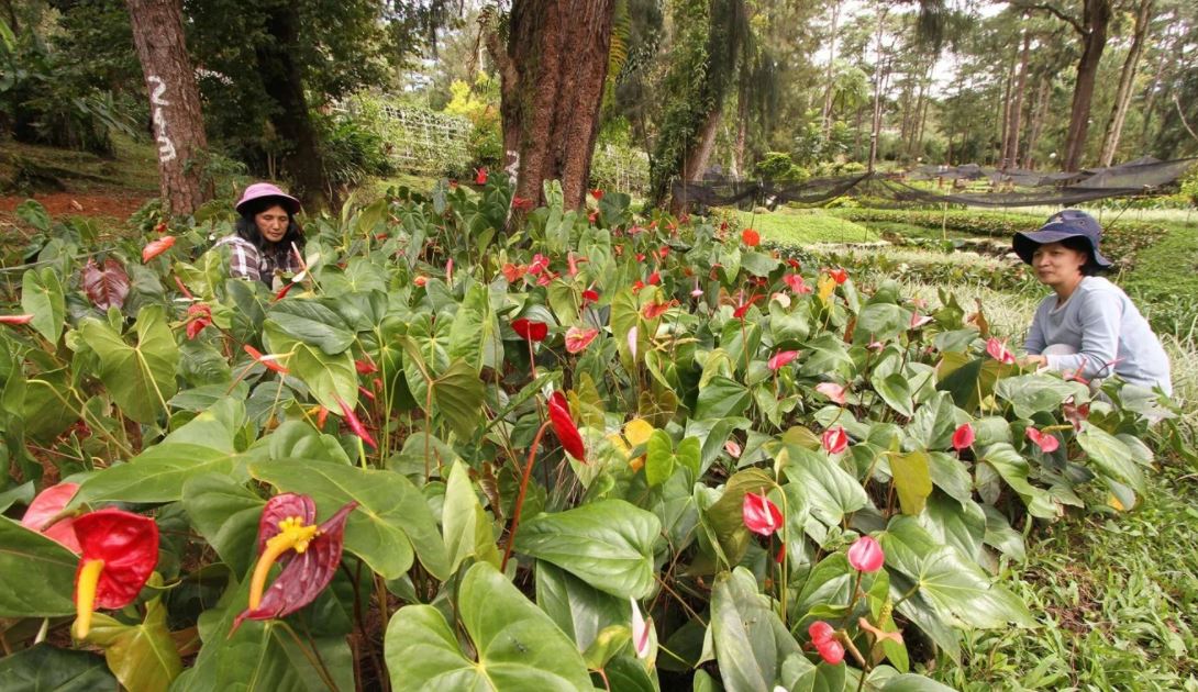 harga naik berganda, filipina dilanda ‘plantdemik’ pula