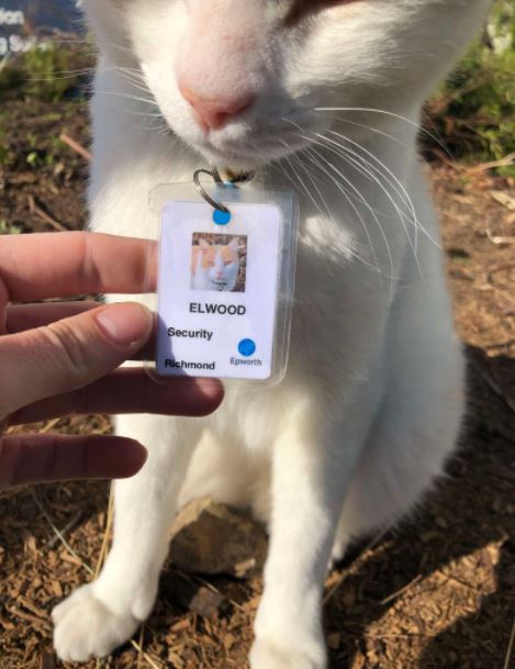 suka meronda, kucing dilantik terus jadi pengawal keselamatan sebuah hospital