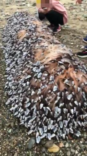 mungkin bernilai jutaan ringgit, makhluk laut berbentuk aneh ditemui