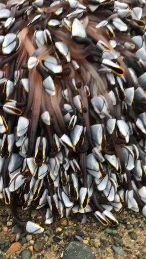 mungkin bernilai jutaan ringgit, makhluk laut berbentuk aneh ditemui