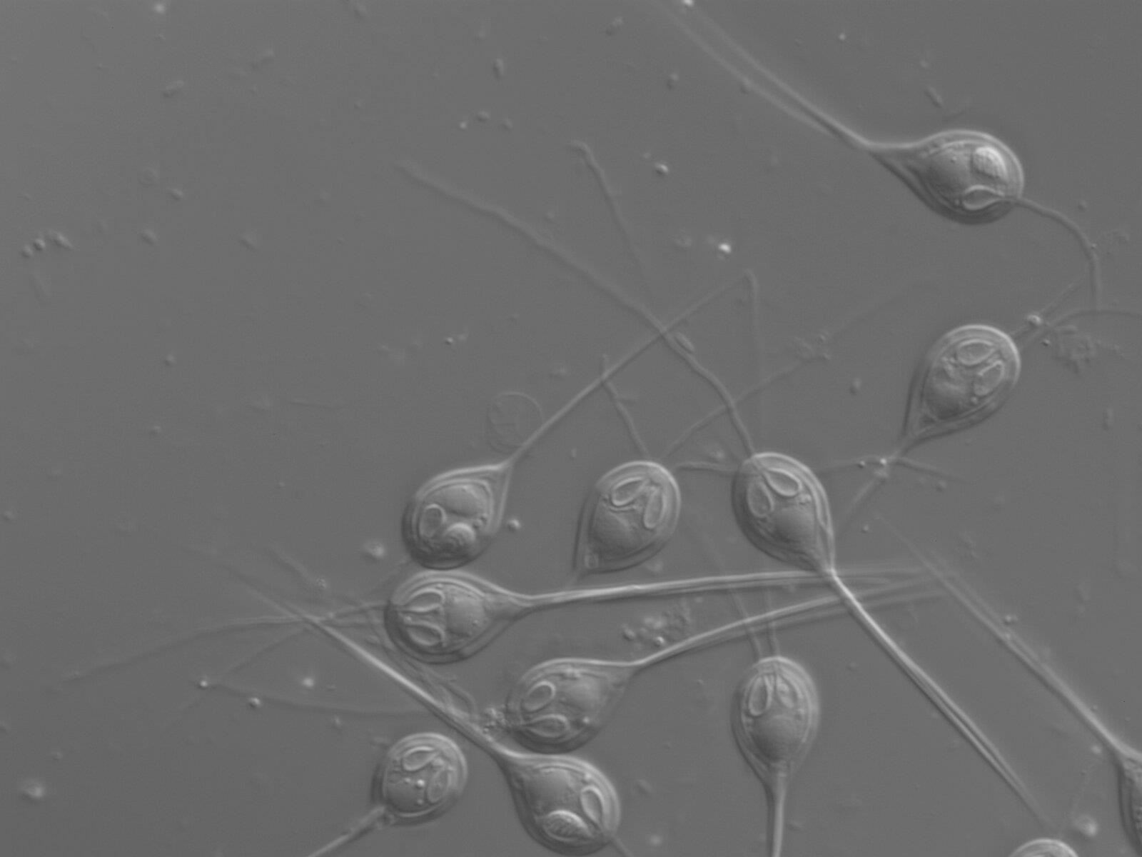 saintis jumpa hidupan pertama di dunia yang tak bernafas