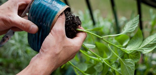otak mencair akibat terkena jangkitan masa bercucuk tanam