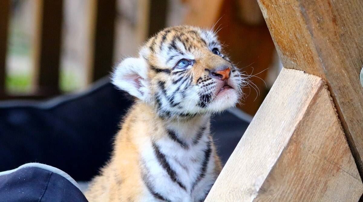 nak beli kucing online, tapi dapat anak harimau pula