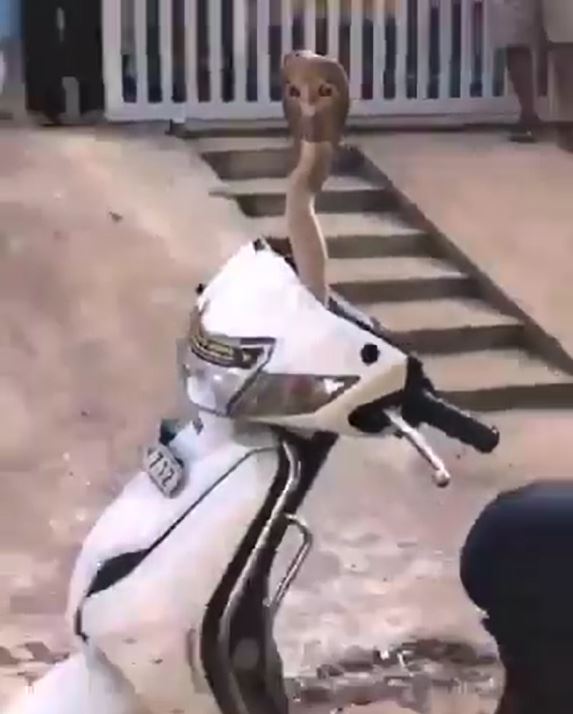 warganet risau lihat ular tedung sorok dalam lampu motosikal pula