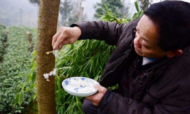 ada sebab kenapa pokok ni diberi makan nasi sama seperti manusia