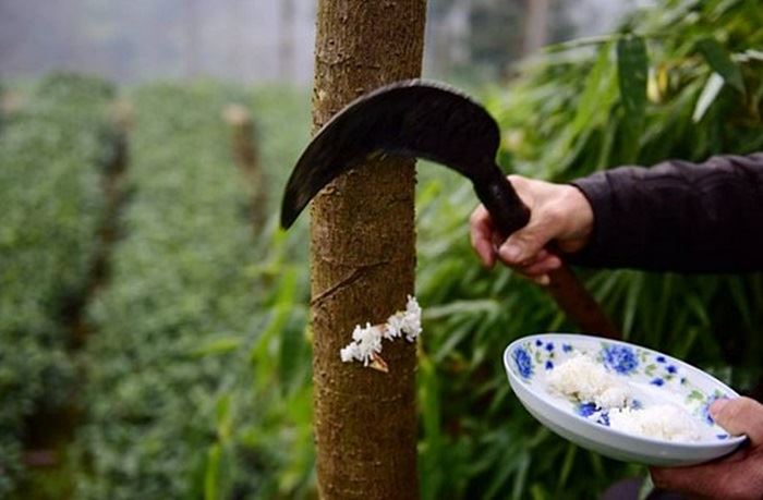 ada sebab kenapa pokok ni diberi makan nasi sama seperti manusia