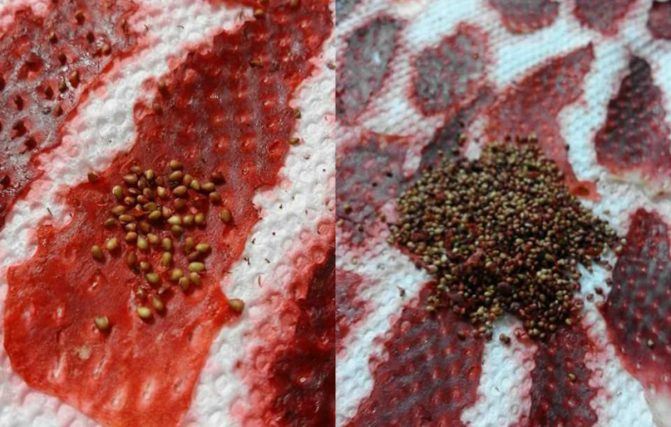 tak perlu susah-susah beli, boleh tanam sendiri strawberry guna cara mudah ni