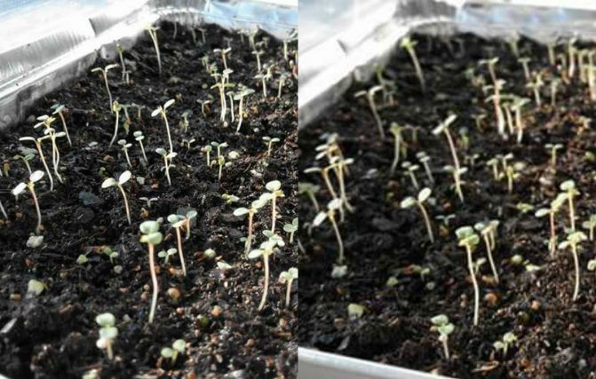 tak perlu susah-susah beli, boleh tanam sendiri strawberry guna cara mudah ni