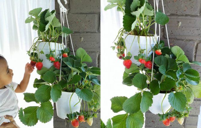 tak perlu susah-susah beli, boleh tanam sendiri strawberry guna cara mudah ni