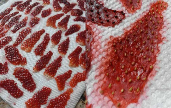 tak perlu susah-susah beli, boleh tanam sendiri strawberry guna cara mudah ni