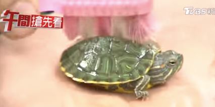 berus badan kura-kura dapat gaji rm4,000 sebulan, kerja 2 hari je sebulan,