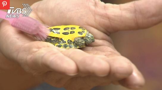 berus badan kura-kura dapat gaji rm4,000 sebulan, kerja 2 hari je sebulan,