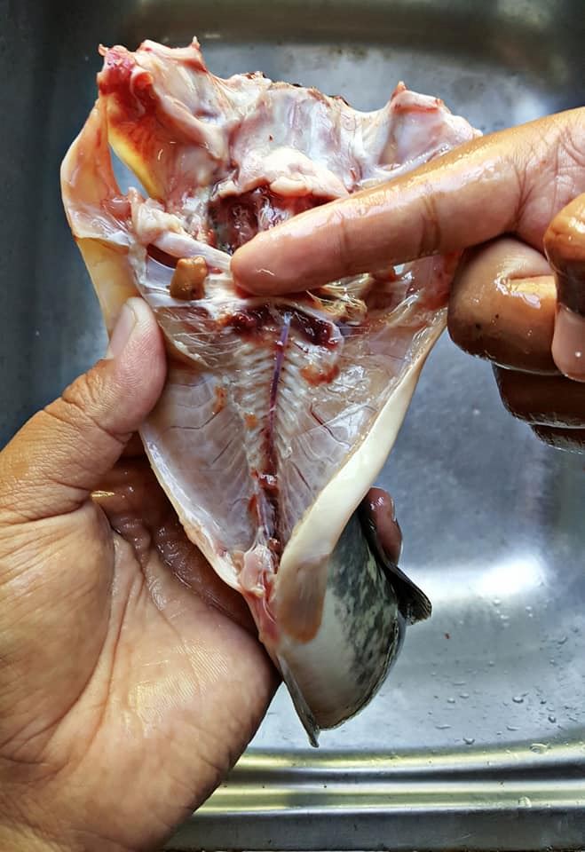 kena buang darah beku ikan keli baru tak hanyir. ini caranya !
