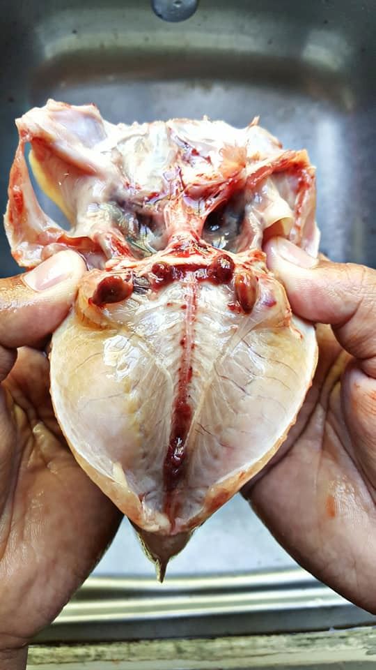 kena buang darah beku ikan keli baru tak hanyir. ini caranya !