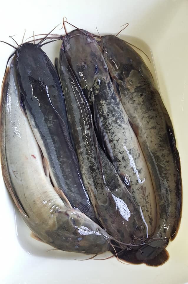 kena buang darah beku ikan keli baru tak hanyir. ini caranya !