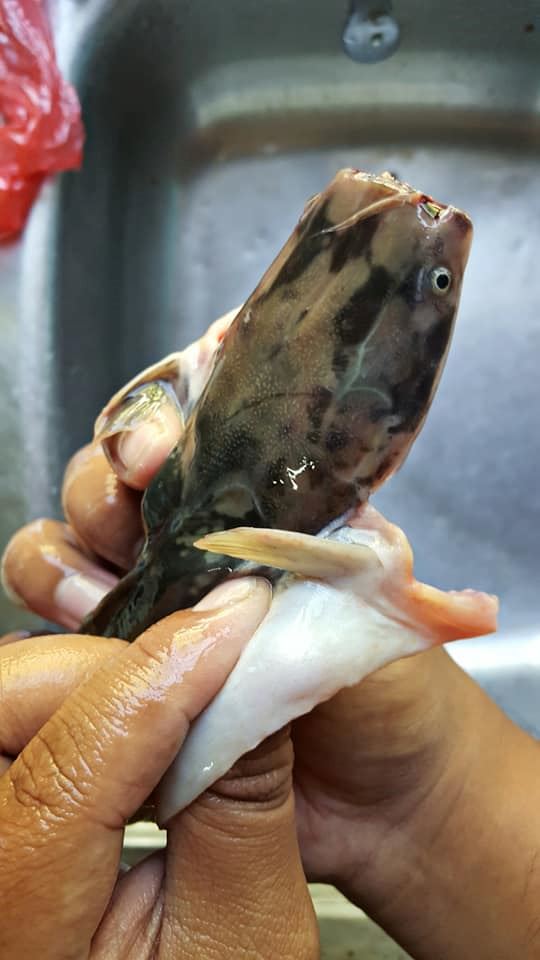 kena buang darah beku ikan keli baru tak hanyir. ini caranya !