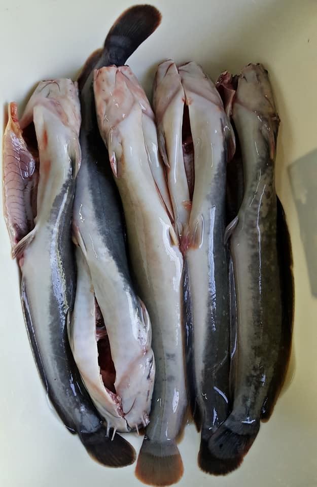 kena buang darah beku ikan keli baru tak hanyir. ini caranya !