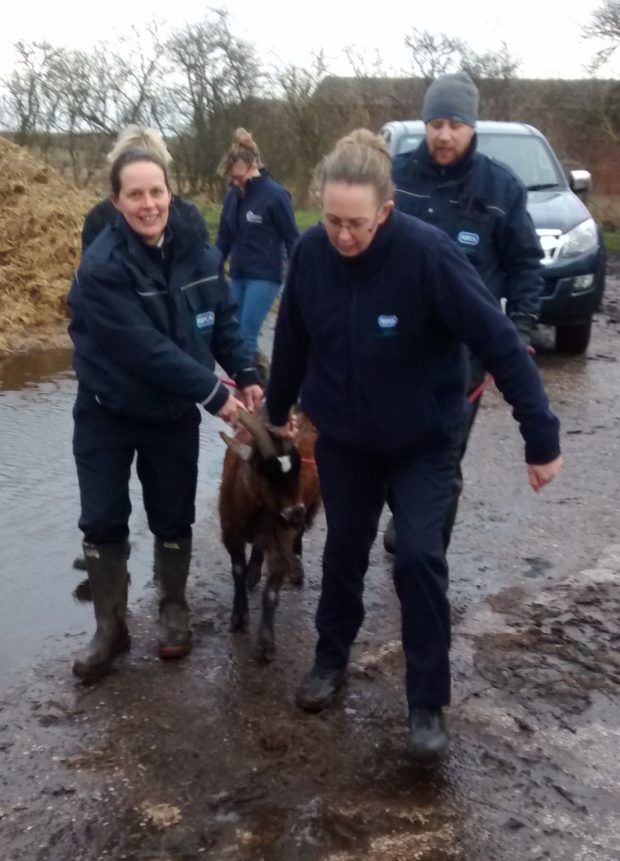 kambing tak mahu berganjak dari kawan yang dah mati